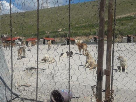 بهره برداری از مرکز نگهداری سگ های بلاصاحب با ظرفیت ۷۰۰ قلاده در شرق پایتخت