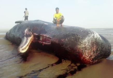 مرگ نهنگ غول پیكر در ساحل بریزیگ شهرستان سیریك