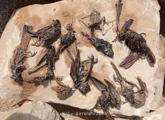 مرگ پرندگان در سواحل گناوه
