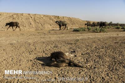 هورالعظیم گورستانی برای جانداران