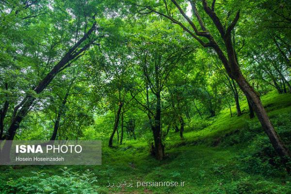 حفظ سرمایه های موجود، هدف اصلی طرح جایگزین جنگل