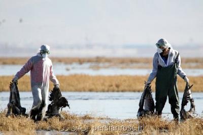 تلفات آنفلوآنزای فوق حاد پرندگان در تالاب میقان به 604 بال رسید