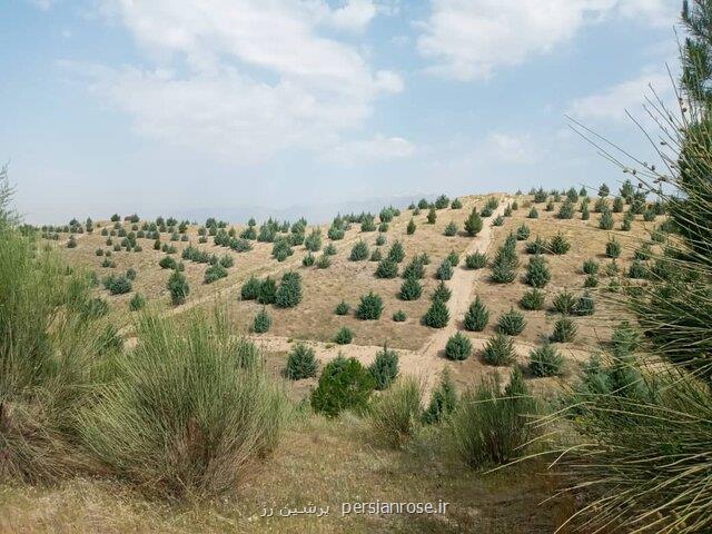 جنگلکاری در ۳۵ نقطه استان تهران