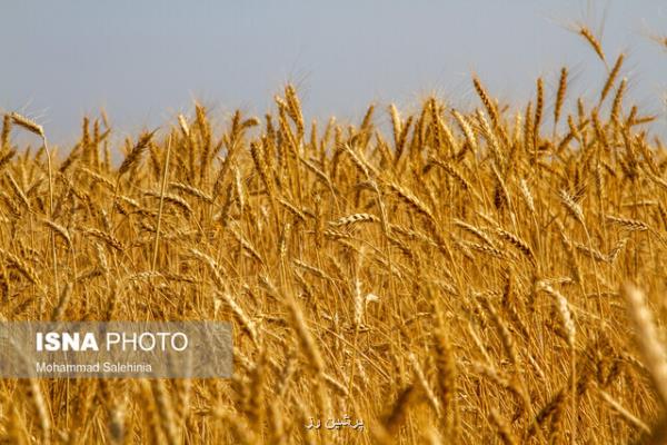 آب مجازی آبی که بی سر و صدا هدر می رود