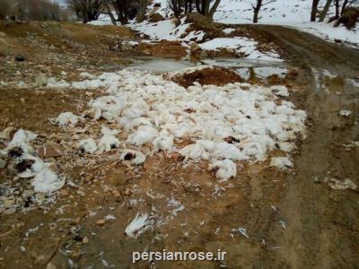 رهاسازی بیش از 500 لاشه مرغ در طبیعت نمین