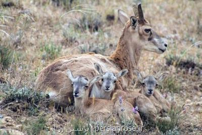 سرشماری و آنالیز حیات وحش شاخص کشور