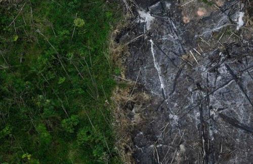 تشدید جنگل زدایی در آمازون در ۶ سال گذشته