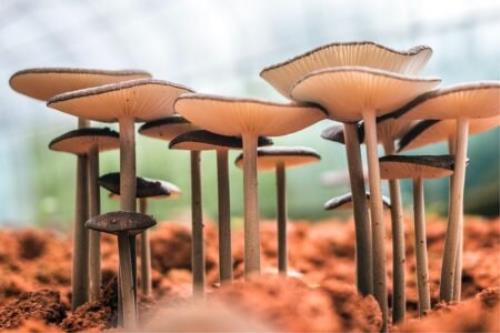 قارچ ها 36 درصد کربن زمین را می بلعند