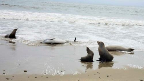 تلف شدن صدها دلفین و شیردریایی در آمریکا