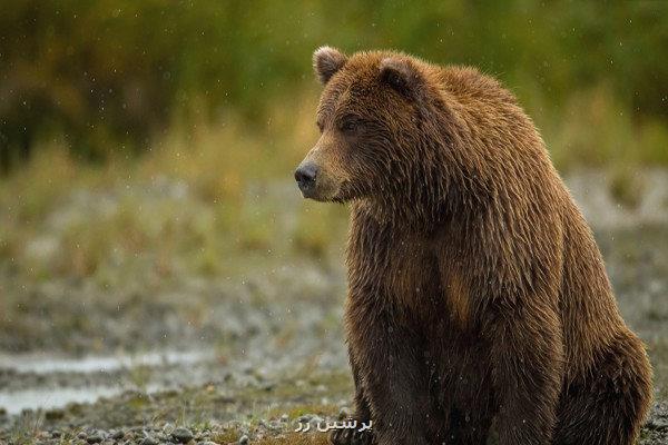 مشاهده یک خرس قهوه ای در منطقه حفاظت شده اشترانکوه