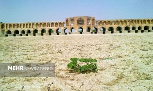 درختان کهنسال اصفهان از رنج بی آبی زاینده رود می خشکند