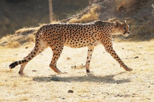 کمین یوز آسیایی در توران شاهرود شکارچی سریع، هدفی غیرمنتظره!