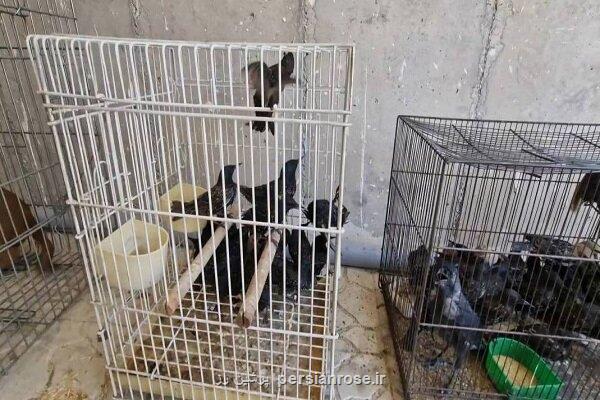 جمع آوری گونه های جانوری وحشی از بازار پرندگان و رهاسازی در طبیعت