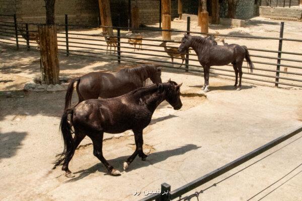 باغ وحش ارم اسب ورزشی ندارد