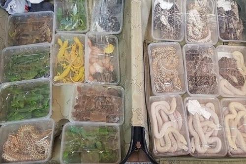 کشف ۱۳ مار و مارمولک در یکی از آکواریوم فروشی های تهران