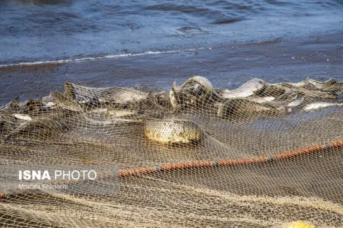 تیغ آلودگی بر گلوی ماهی های مناطق صنعتی