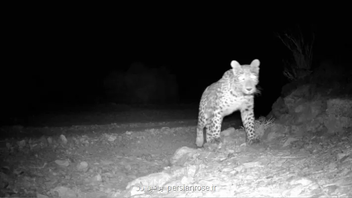 لحظه کم نظیر حضور پلنگ ایرانی در پارک ملی صیدوا مهدیشهر