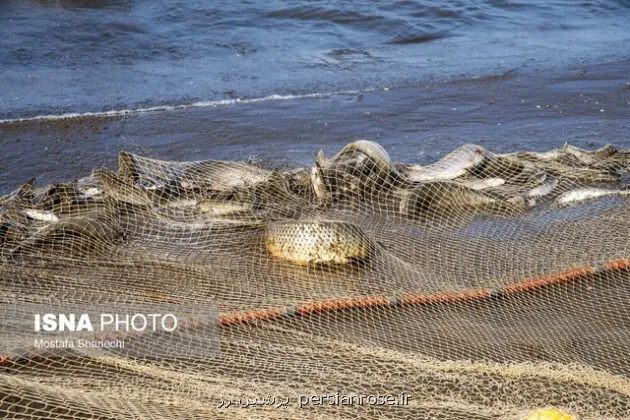 تیغ آلودگی بر گلوی ماهی های مناطق صنعتی