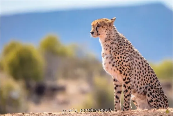 هلیا باردیگر دیده شد سرنوشت دو توله در هاله ای از ابهام