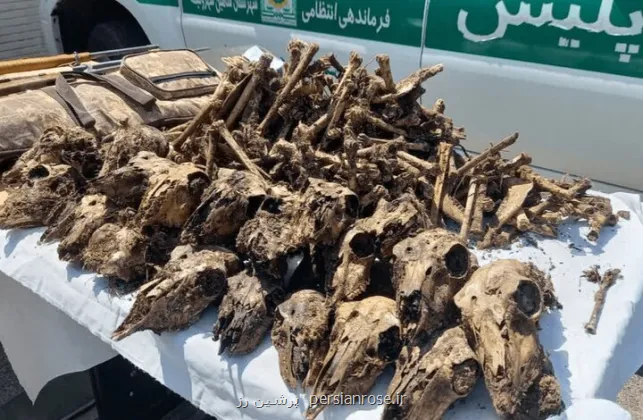 توضیح محیط زیست در رابطه با کشف 41 جمجمه حیات وحش از خانه ای در شاهین شهر