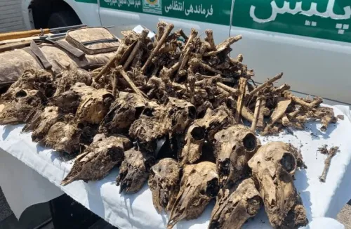 توضیح محیط زیست در رابطه با کشف 41 جمجمه حیات وحش از خانه ای در شاهین شهر