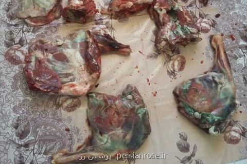 كشف لاشه یك رأس كل وحشی در پارك ملی توران، ۴شكارچی شناسایی شدند