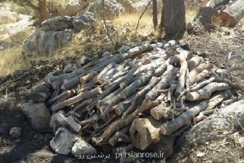 گاز نیست درختان بلوط، زغال می شوند!