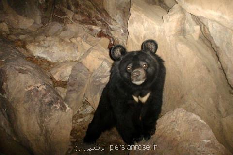 نصب دوربین تله ای جهت بررسی رفتارهای خرس سیاه در نیكشهر