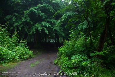 جنگل های هیركانی مازندران ثبت جهانی شد