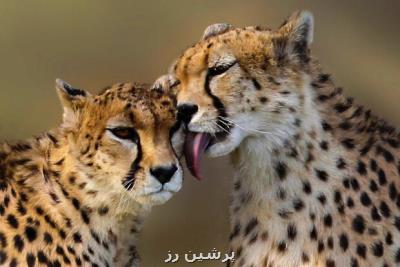 شائبه خروج یوز از زیست كره توران شاهرود، مهاجرت یا سوء مدیریت
