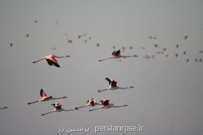 پای رئیس پیشین سازمان محیط زیست به پرونده آشوراده باز شد