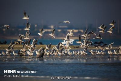 افزایش جمعیت پرندگان مهاجر در خوزستان