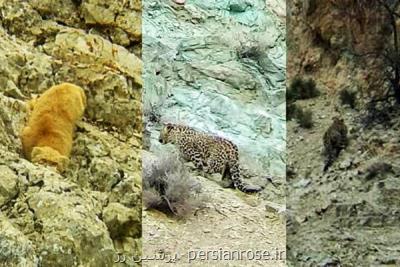مشاهده و تصویر برداری از پلنگ و گربه پالاس در فیروزكوه
