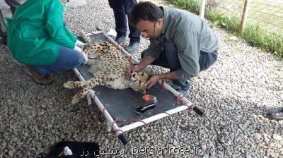 لزوم همكاری همگانی در حفاظت از یوز