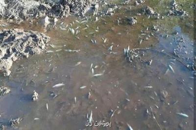 مرگ ماهیان رودخانه خرم آباد