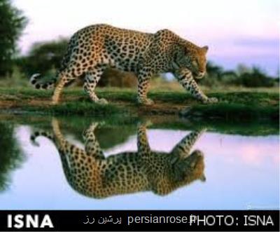اینجا ركورددار رویت باشكوه ترین گربه سان ایران است