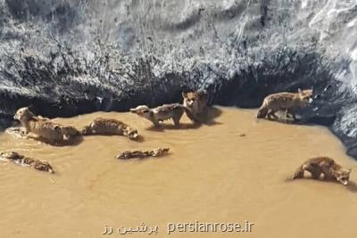 نجات ۱۱ قلاده روباه گرفتار در منبع ذخیره آب كشاورزی