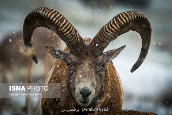 پروانه شكار چهارپایان وحشی در چهار قرق اختصاصی صادر می شود