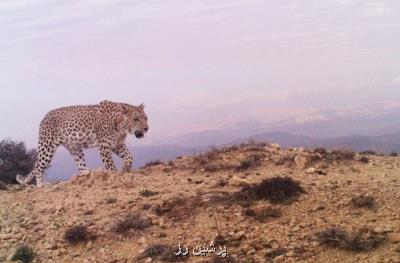 كتاب تحقیق و مدیریت برای حفاظت از پلنگ ایرانی منتشر گردید