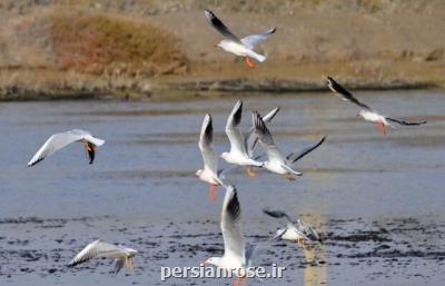 تلف شدن ۳۳۱ بال پرنده مهاجر آبزی در تالاب میانكاله
