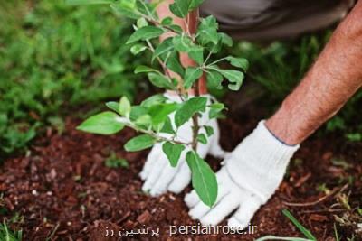 ایجاد فضای سبز، چاره مشكلات شهری