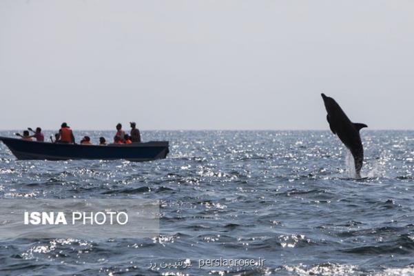 آزاد كردن یك دلفین در خلیج فارس توسط دو صیاد دوستدار محیط زیست